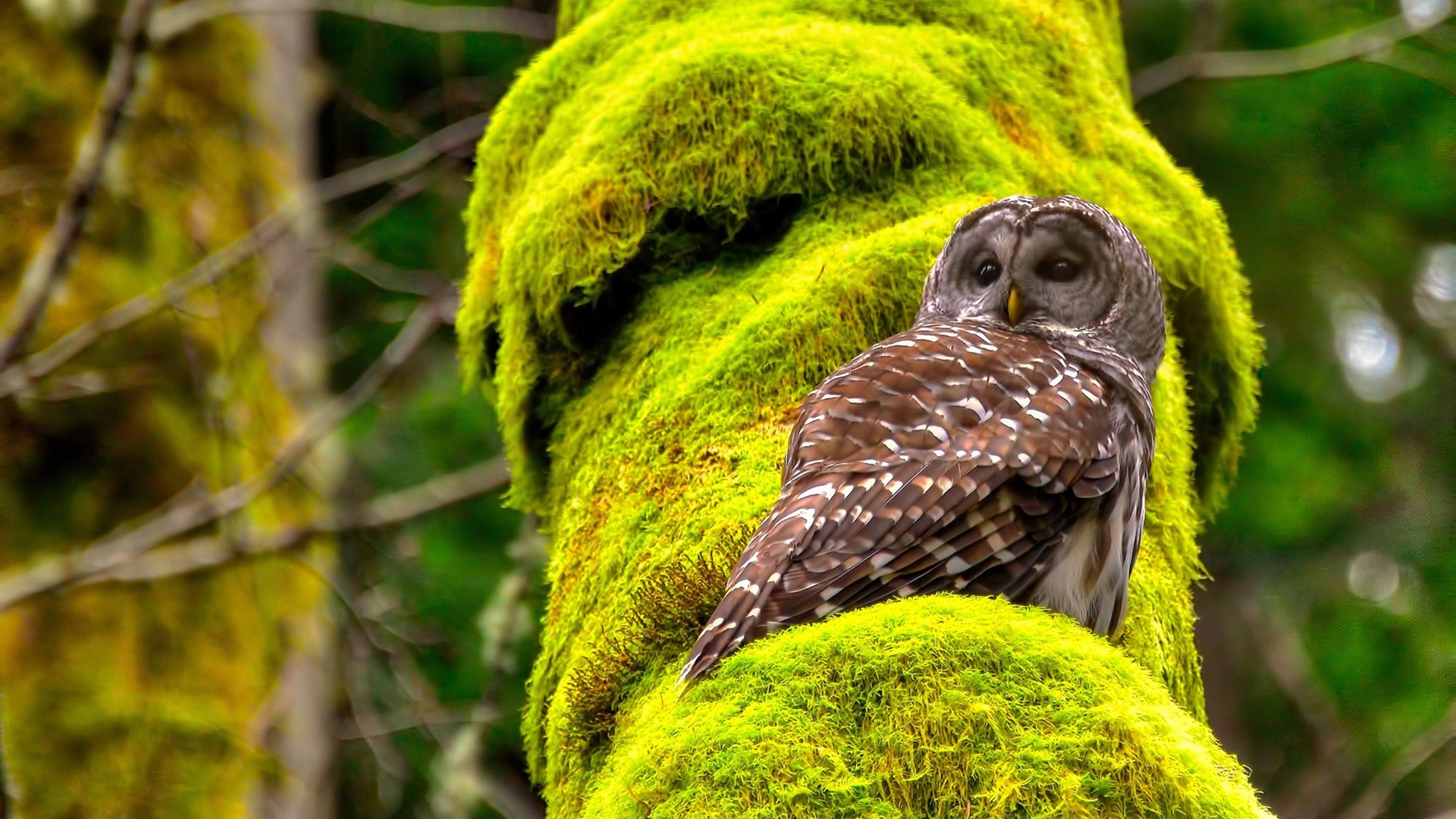 马丁内利一锤定音，南美风暴强压澳洲袋鼠