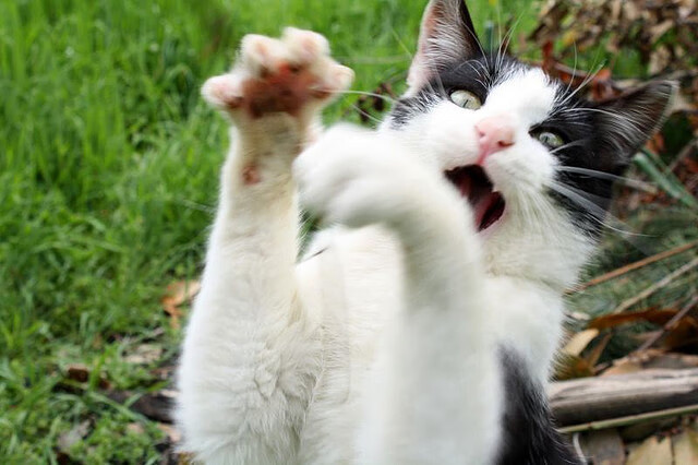 红龙咆哮跨绿茵，当威尔士橄榄球利刃斩落全黑，迪巴拉在足球场写就进攻史诗