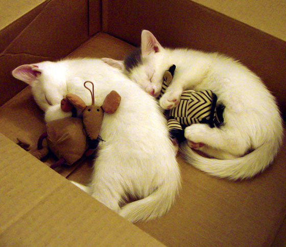 绝杀的双重奏，当蒂亚戈的冷静遇见丹麦的狂喜