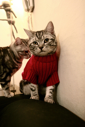 双城记,当高加索雄鹰遇上威斯特法伦的最后一舞