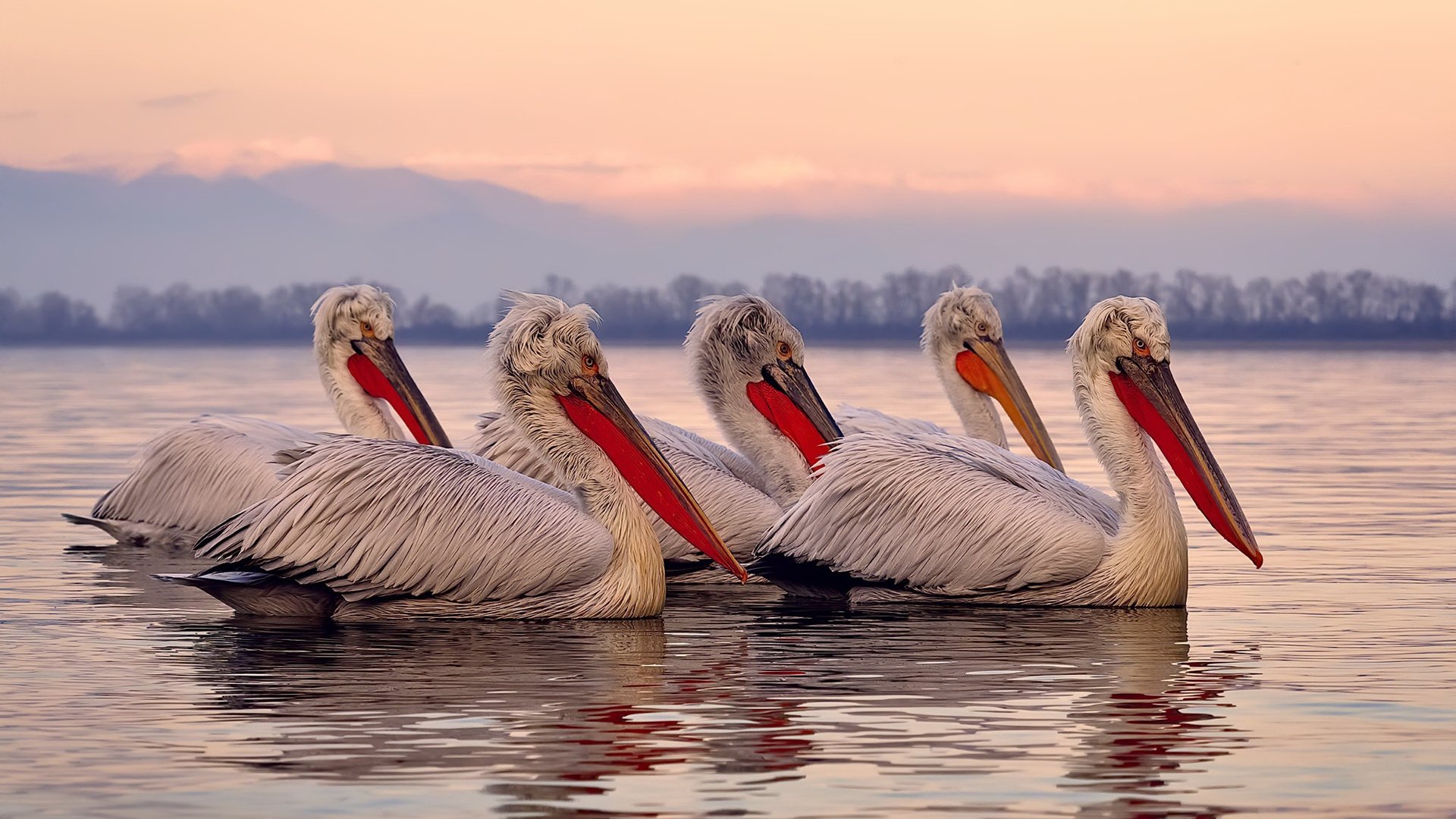 开云体育APP下载-福克斯惊艳开局难救主，辽宁队决胜局逆转带走独行侠