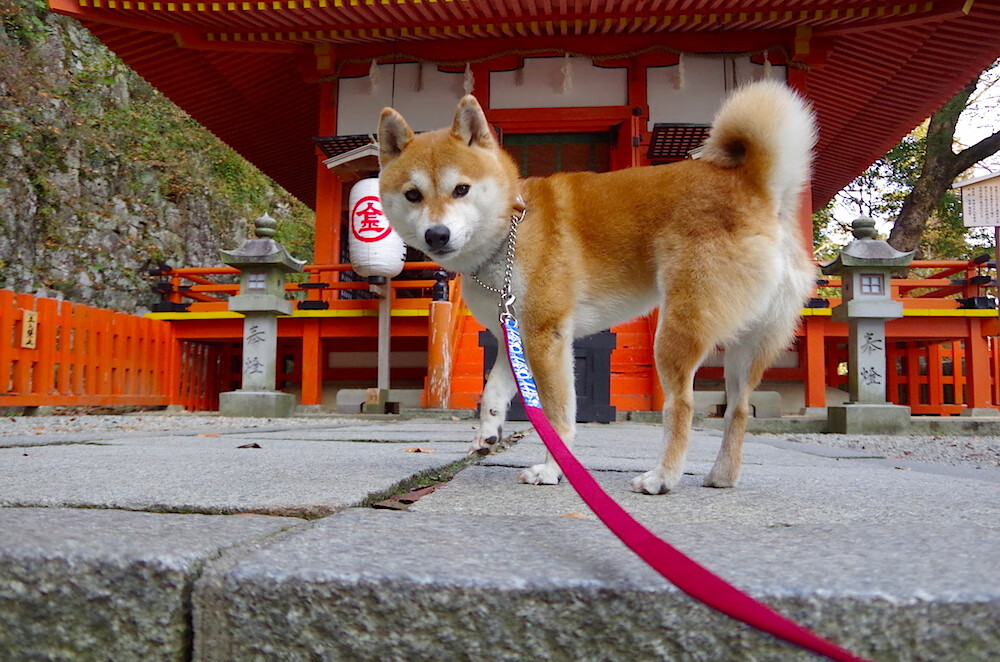 开云体育官方网站-双线闪耀，浙江队力克新疆队展强势，欧文F1揭幕战演绎速度与激情