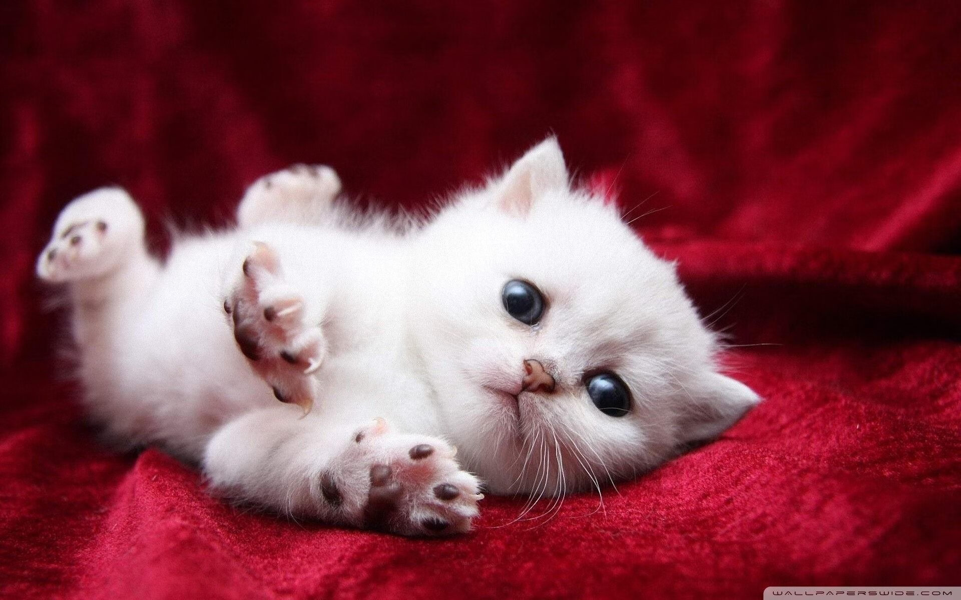 卡瓦哈尔,大场面先生的传奇与伊朗击败几内亚的胜利启示