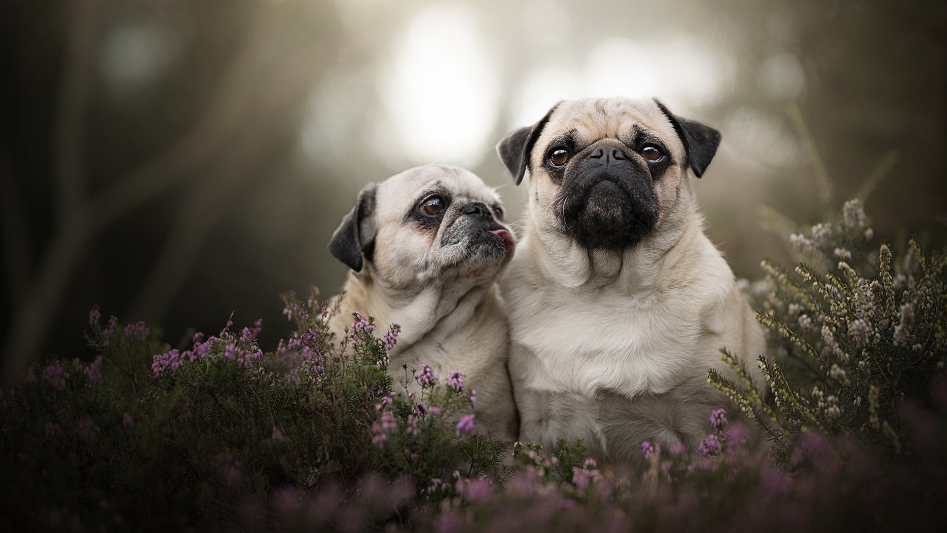 中国横扫马里，坎特成为关键先生，一个归化球员如何改写比赛走向