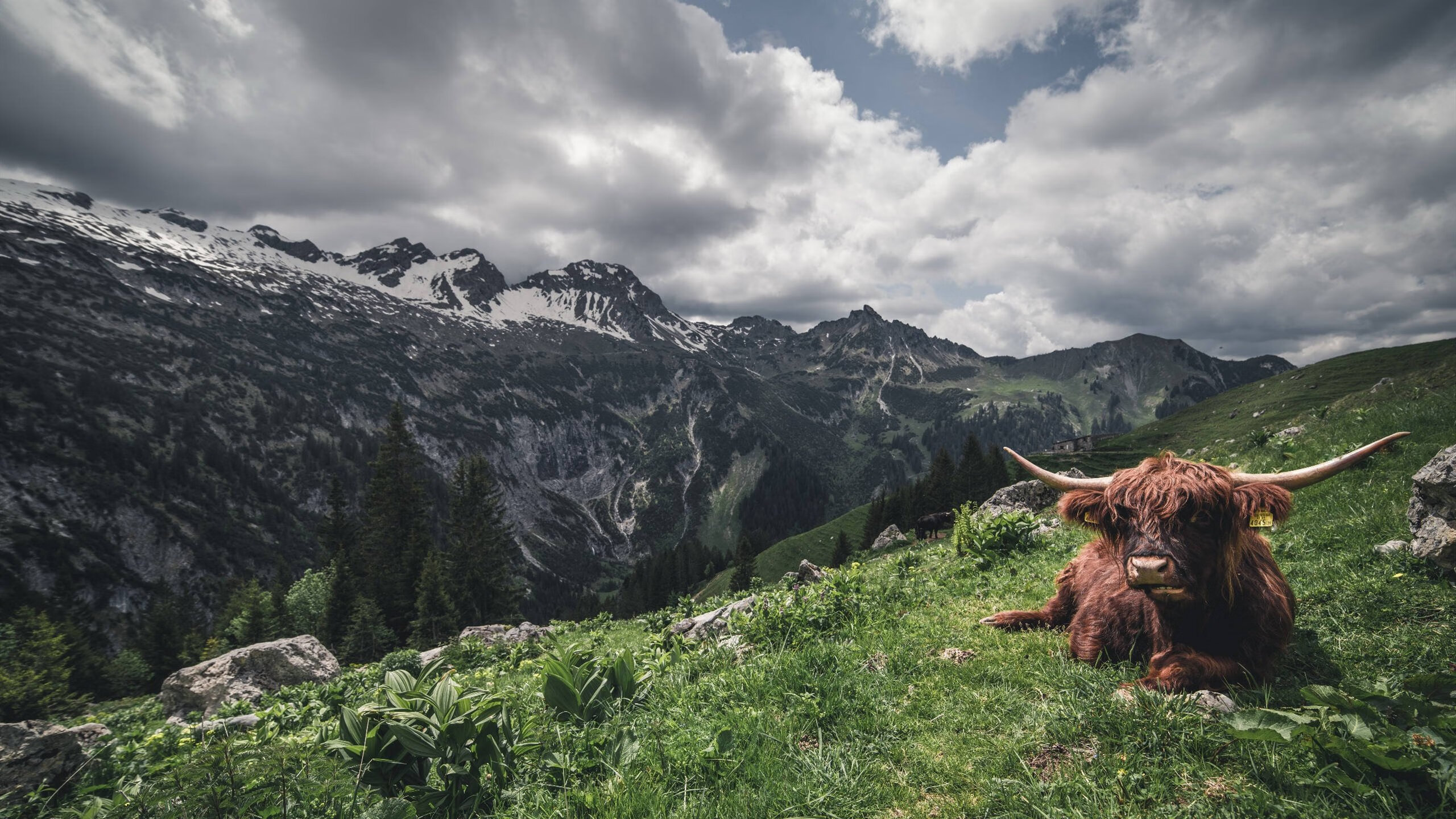 冰岛奇迹震撼欧冠,半决赛惊天逆转,阿森纳止步四强
