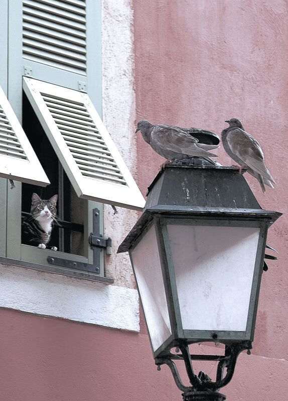 美国对阵沙特,凯塞多全程高能输出,带队逆转取胜