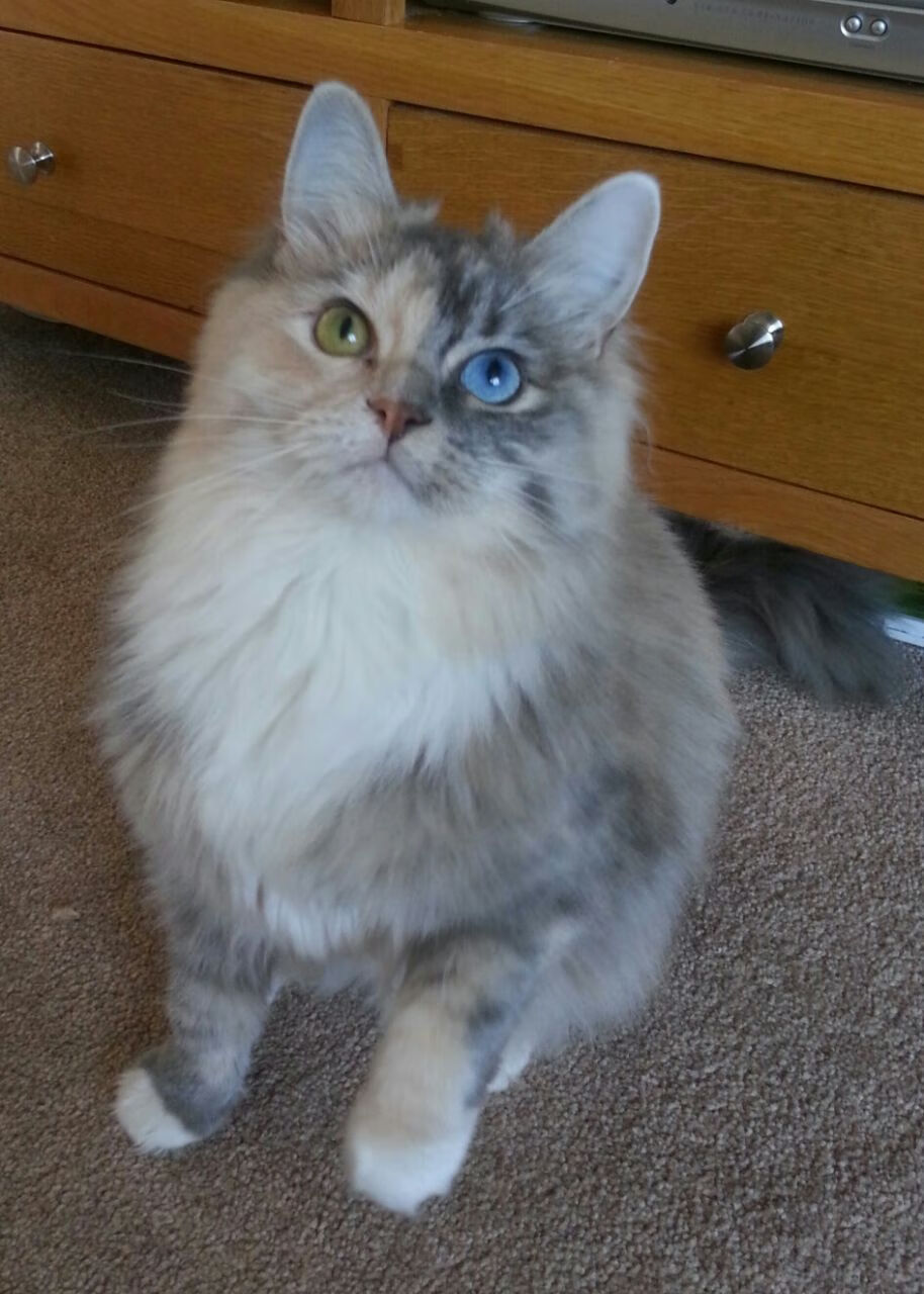 开云体育在线-足球双城记，瑞典团队风暴与英超孤胆英雄的交响