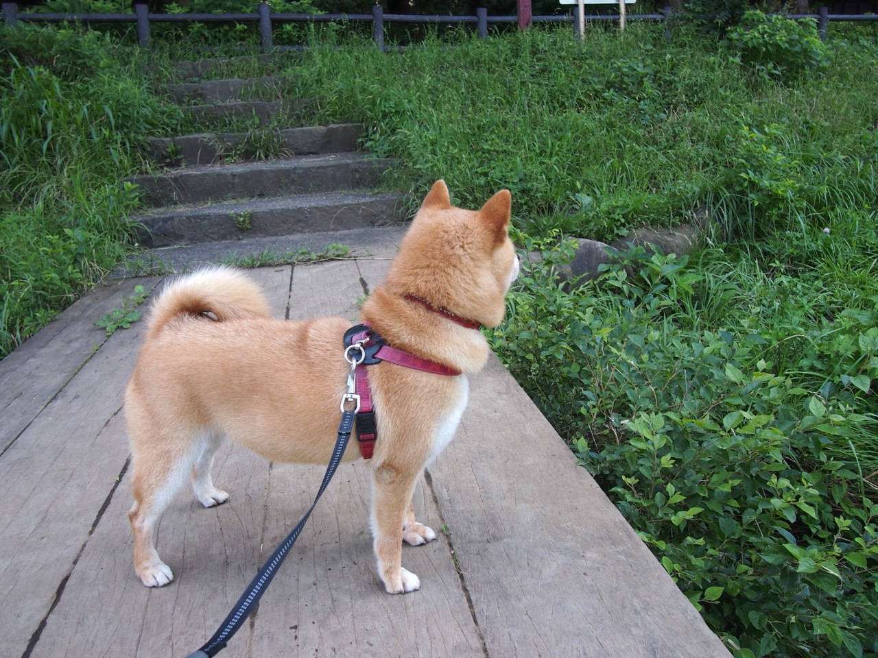 德国险胜委内瑞拉，罗德里加时绝杀成关键先生