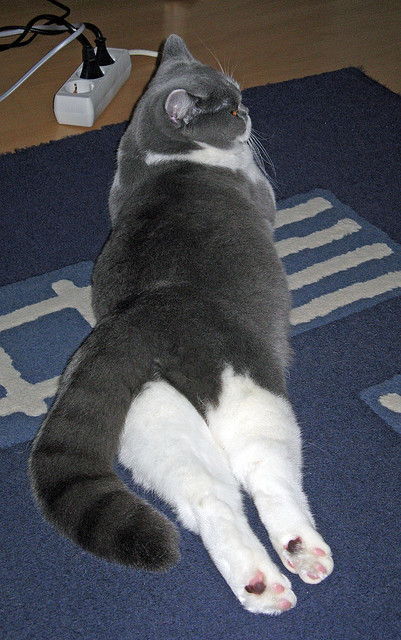 莫德里奇在巴格达，当足球成为缝合世界的针脚