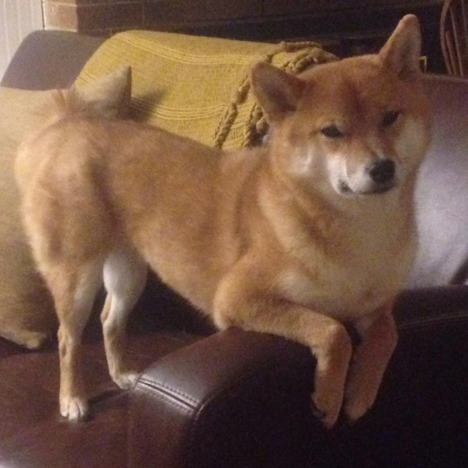 NBA总决赛之夜，莫兰特踩着星光，登临加冕之阶