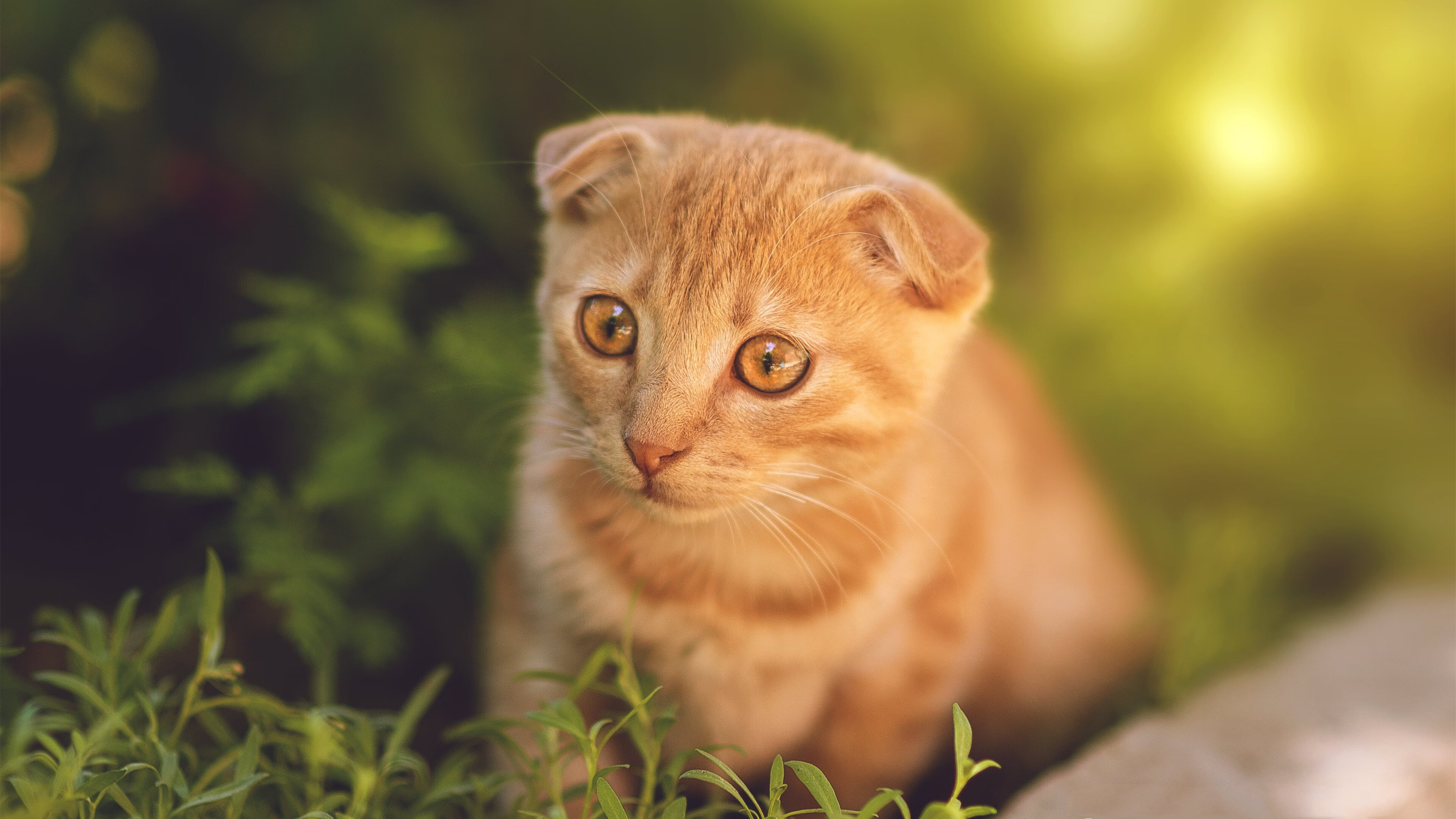 锋芒毕露！阿森纳客场大捷