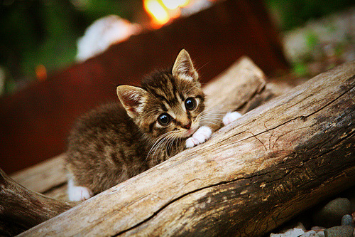 逆转奇迹与接管时刻，土耳其足球与伊萨克篮球的辉煌篇章